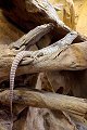 Dipsosaurus Dorsalis reptiel reptielen reptile reptiles hagedis lizard lezard kikker frog grenouille pad toad crapaud krokodil crocodile schildpad turtle tortue